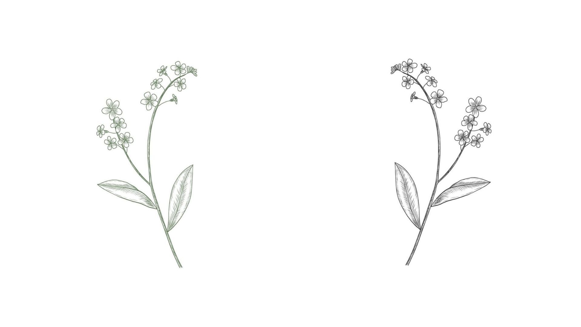 https://cdn.gastronovi.com/tmp/images/blume-neueste_1920x1920_or_359589398dc352e8d.jpg