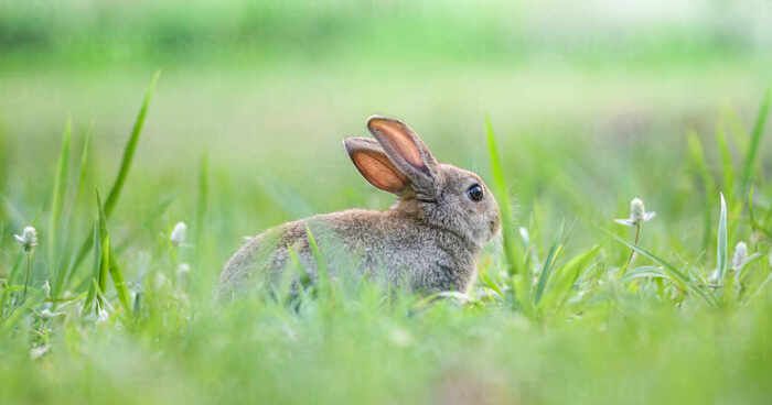 https://cdn.gastronovi.com/tmp/images/cute-rabbit-sitting-on-green-field-spring-meadow-easter-bunny-hunt-for-festival-on-grass-and-flower_700x368_of_4540520109b4d85b5.jpg