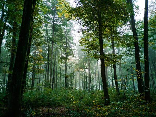 https://cdn.gastronovi.com/tmp/images/restaurant-waldheim-heslach-wald_1920x450_or_332182413e7257fc0.jpg