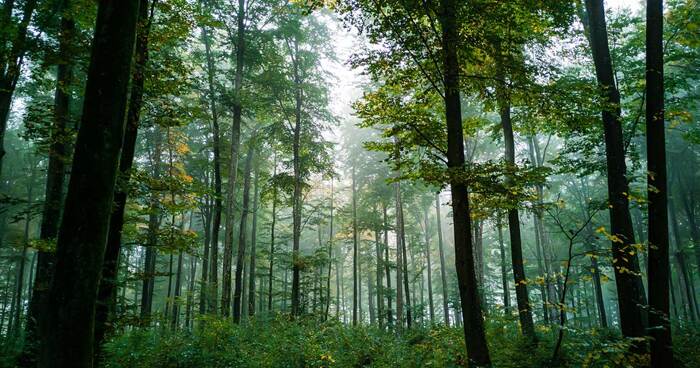 https://cdn.gastronovi.com/tmp/images/restaurant-waldheim-heslach-wald_700x368_of_33218241360bca521.jpg