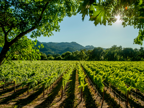 https://cdn.gastronovi.com/tmp/images/weinberge_1920x450_or_416901839b1eb6fd3.png